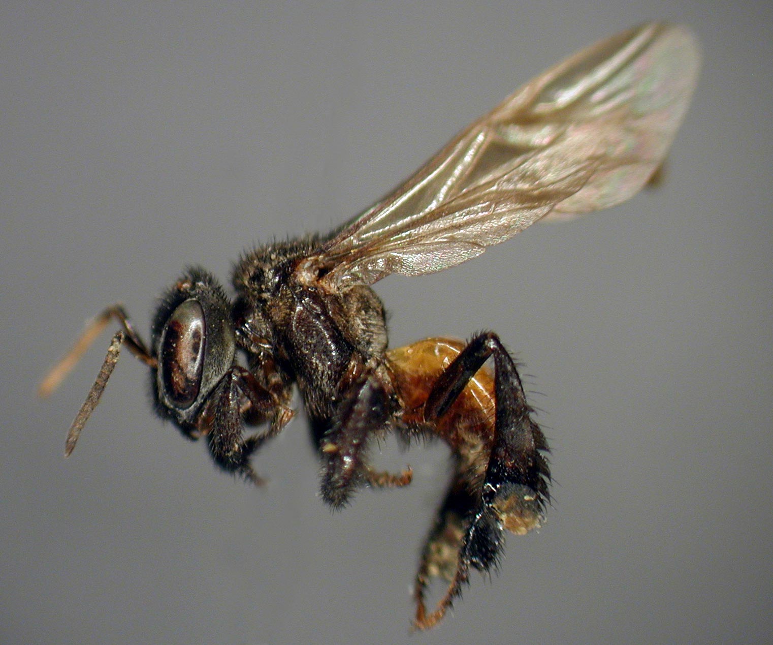 Estas son las abejas que se volvieron carnívoras, las abejas buitre.