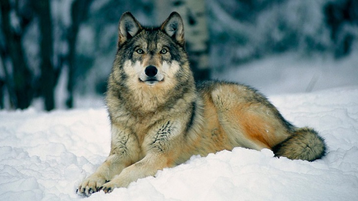 La extinción del lobo de Noruega está comprobada genéticamente.