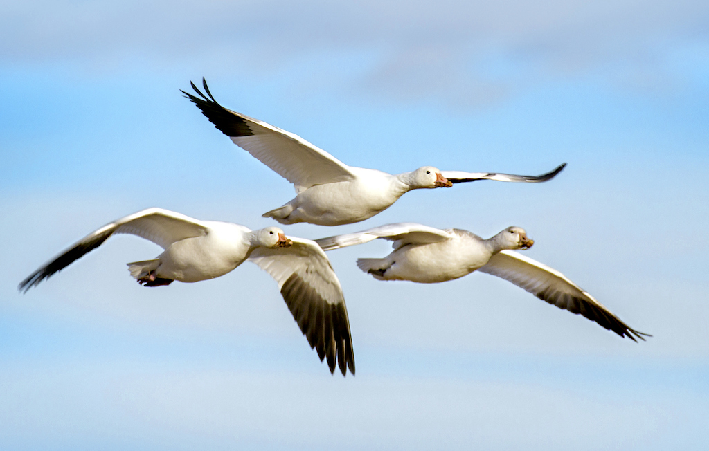 Las plumas claras ayudan a las aves migratorias. Ayudan a regular el calor.