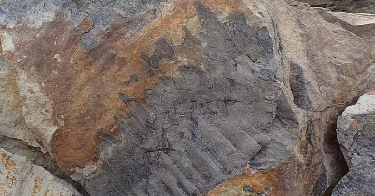 Se encontró el fósil del milpiés del tamaño de un auto.