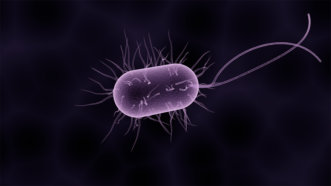 las bacterías y la teoría de la panspermia