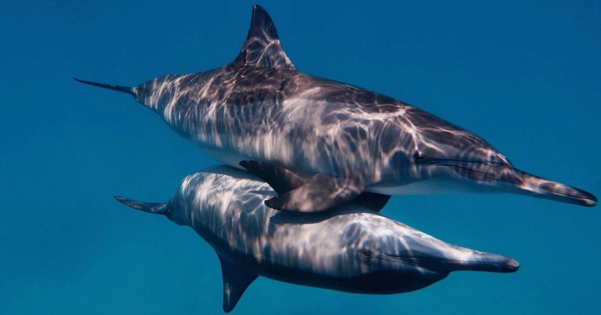 El clítoris funcional de los delfines es un descubrimiento reciente.