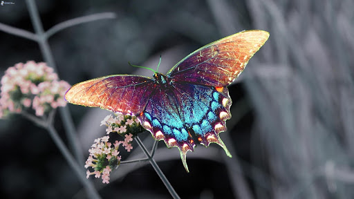 El poder de los colores de las mariposas va más allá de un asunto estético.