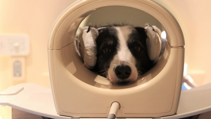 En las pruebas, los perros fueron escaneados para registrar sus reacciones.