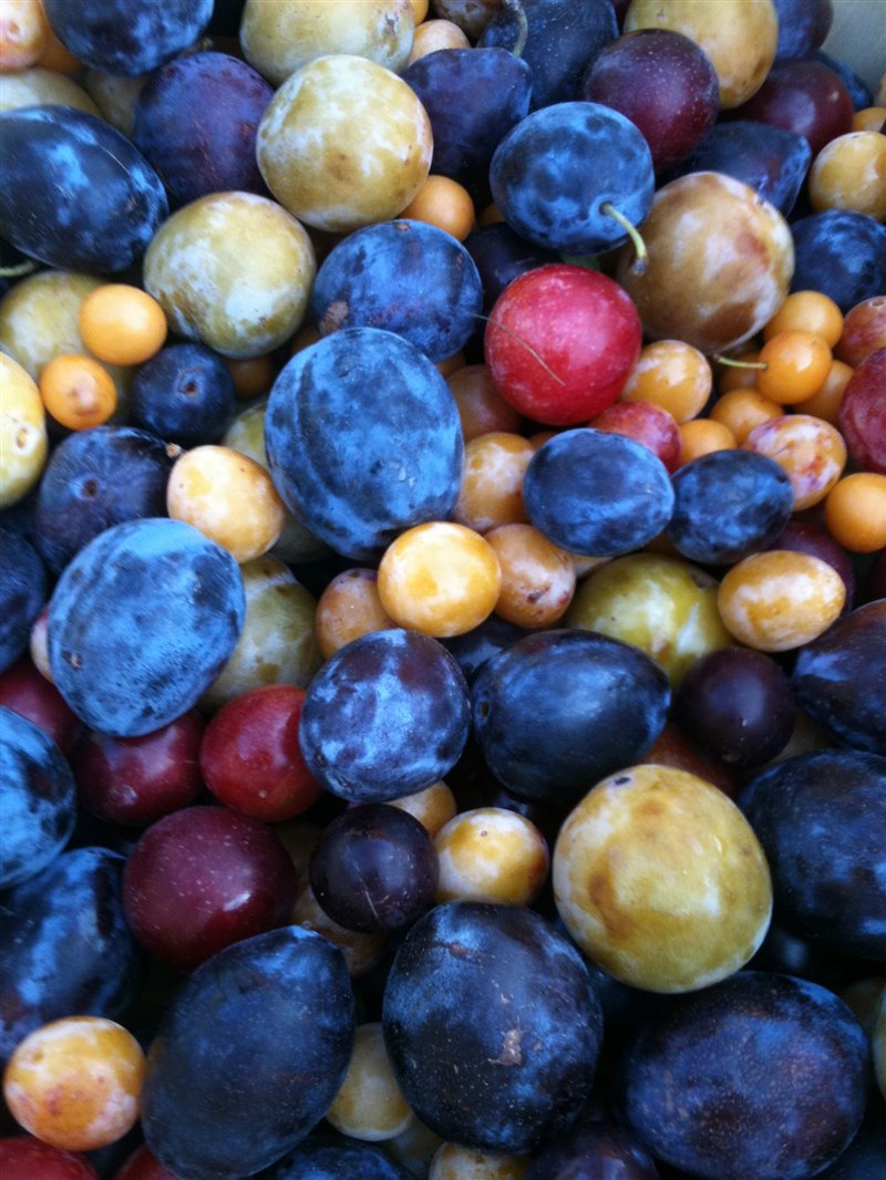 Estas son las frutas que se obtienen de un solo árbol, muy diversas entre sí.