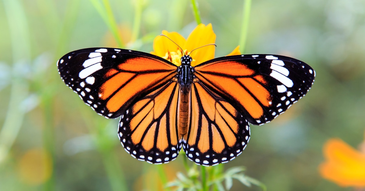 La mariposa monarca usa sus colores para indicar a sus depredadores que es tóxica.