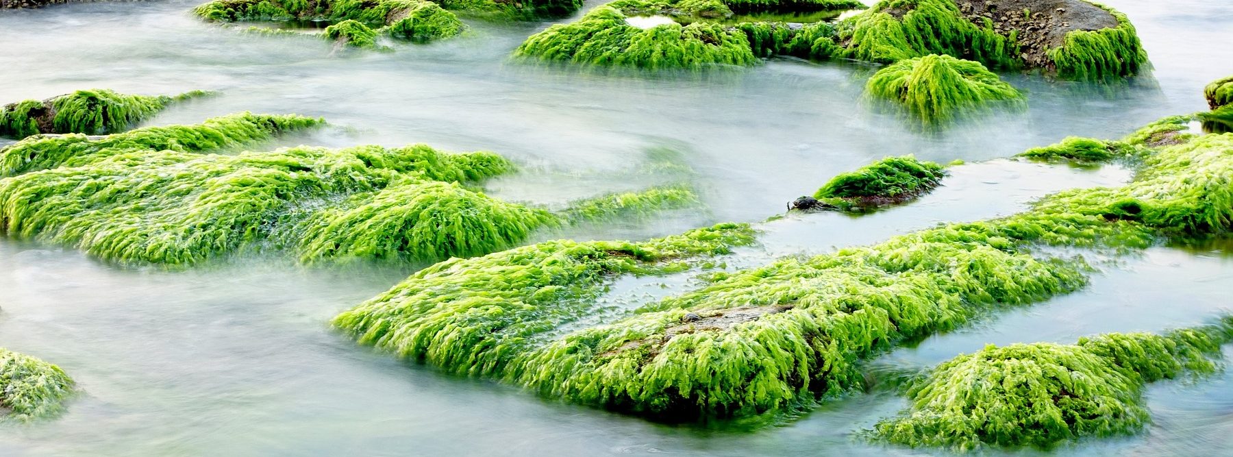 Las algas estuvieron en el inicio de la vida en la Tierra.