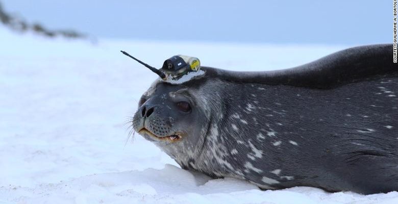 Las focas con sensores estudiarán la Antártida. Son unos grandes aliados.