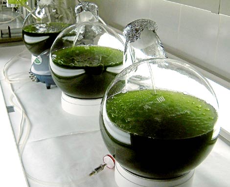 Se están probando algas que resisten las condiciones de Marte.