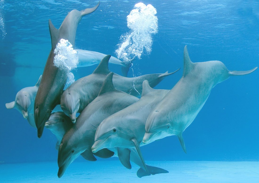 Se sabe que los delfines tienen sexo para fortalecer las relaciones de grupo.