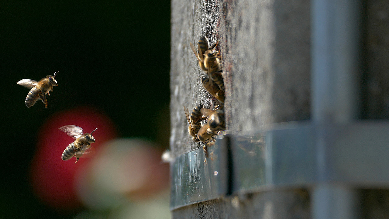 Aún hay abejas silvestres en Europa. Y viven en Galicia.