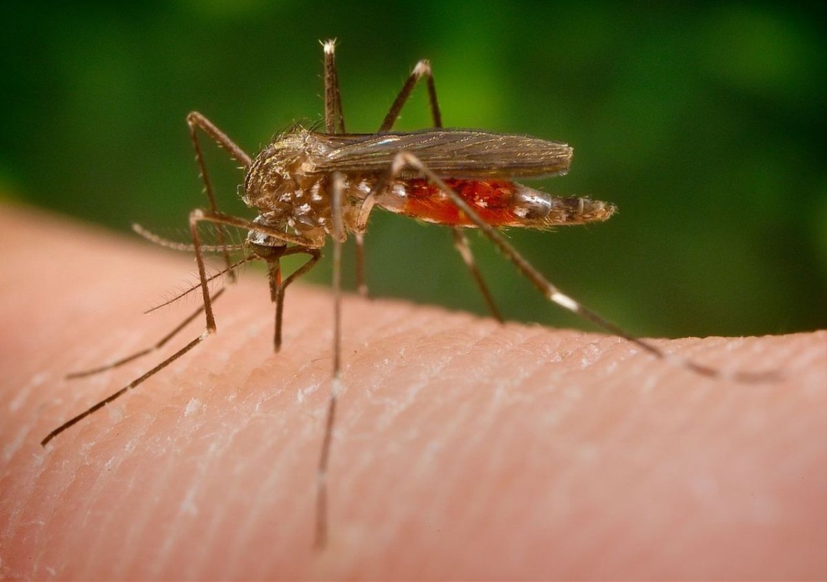 Las picaduras de mosquito pueden traer varias enfermedades.