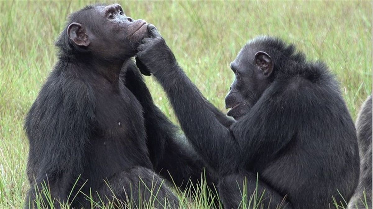 Los chimpancés se curan con insectos, usándolos como crema tópica sobre las heridas.