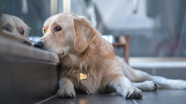 Los perros muestran duelo por otros perros. Y aún más si los dueños sufren también la pérdida.