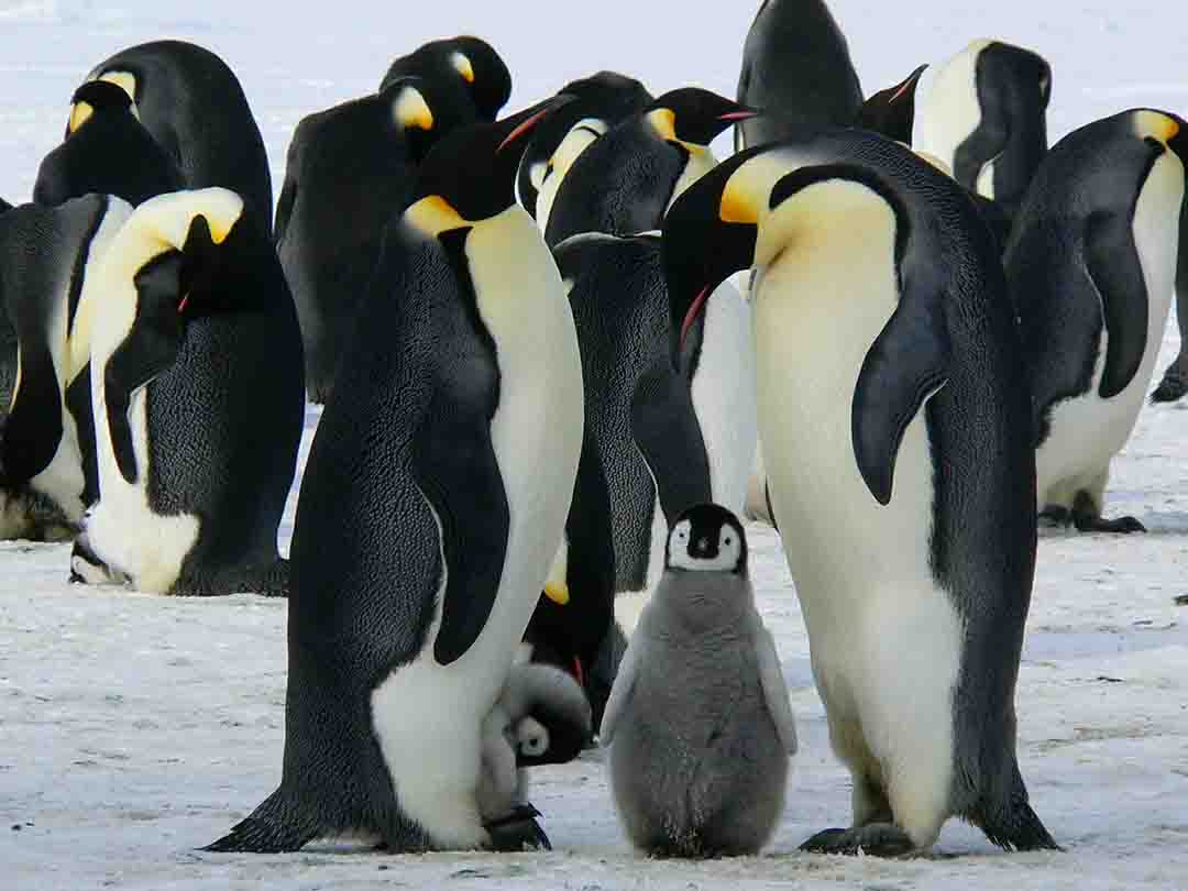 fauna de la Antártida