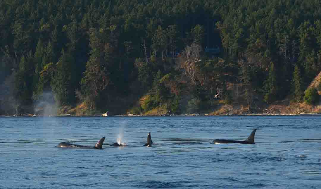 las orcas cazan ballenas azules