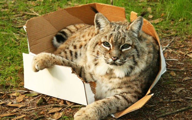 A los grandes felinos también les gustan las cajas.