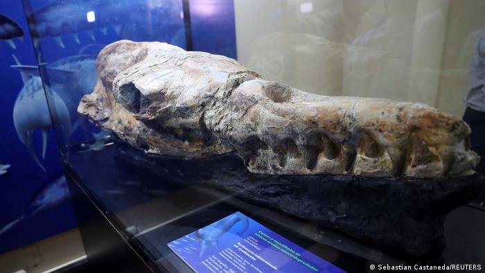 Así se ve el cráneo de ballena de 36 millones de años.