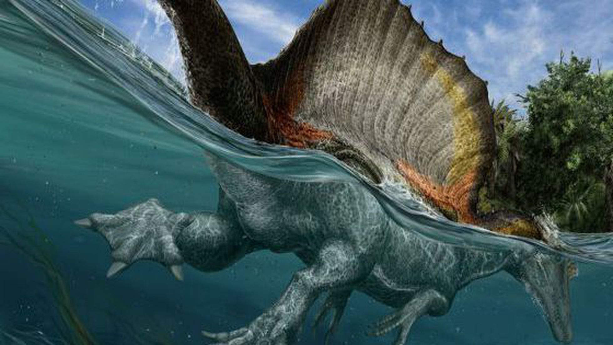 El más grande dinosaurio carnívoro era acuático. Es el Spinosaurio.