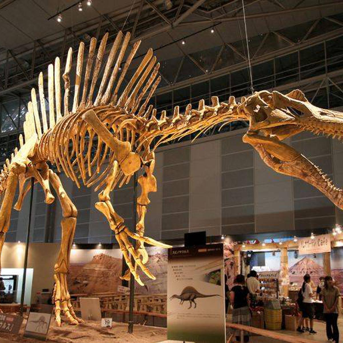 El primer fósil de este dinosaurio apareció en Egipto hace más de 100 años.