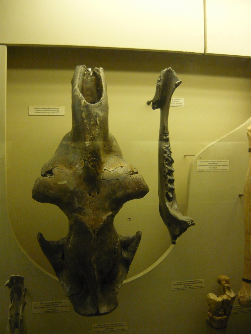 Huesos del camello gigante fueron encontrados en cuevas.