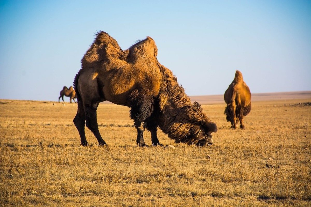 Humanos arcaicos pudieron contribuir al fin del camello gigante.