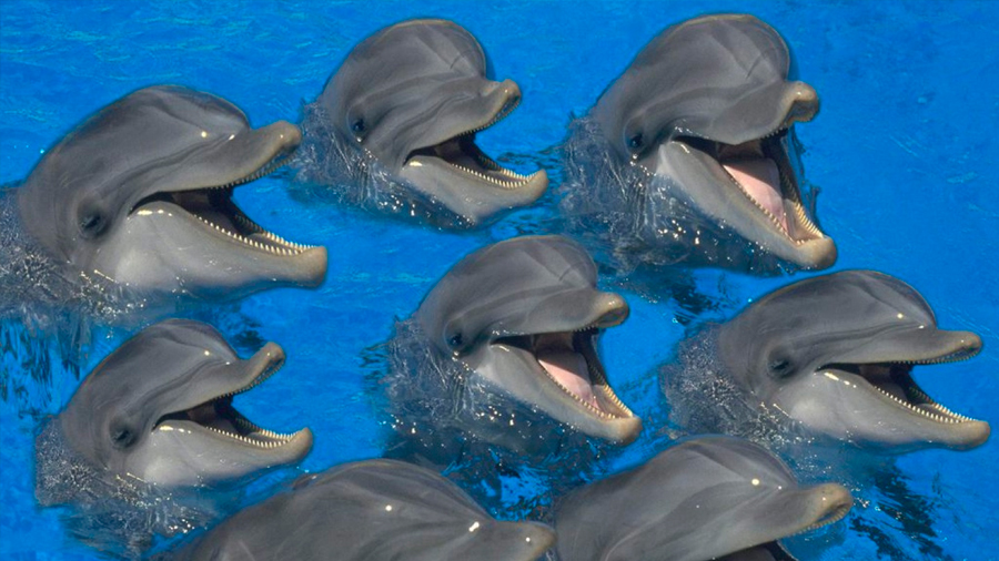 ¿Por qué silban los delfines machos? Entre otras cosas, para mantener vínculos