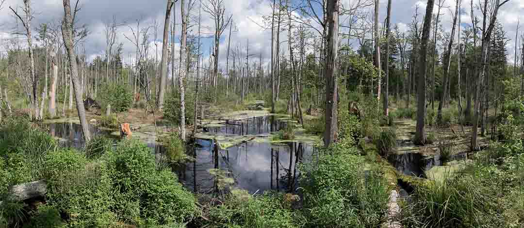 bosque de Bialowieza