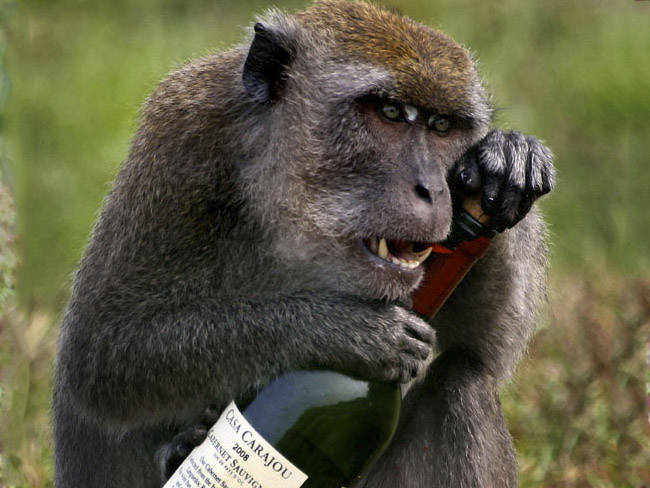 A los primates les atrae el alcohol. La ciencia explica cómo y por qué.