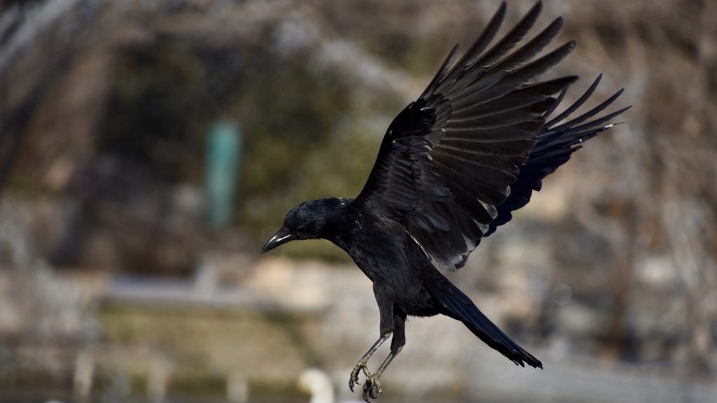 ¿Cómo los cuervos se extendieron por el mundo? Sus características lo explican.