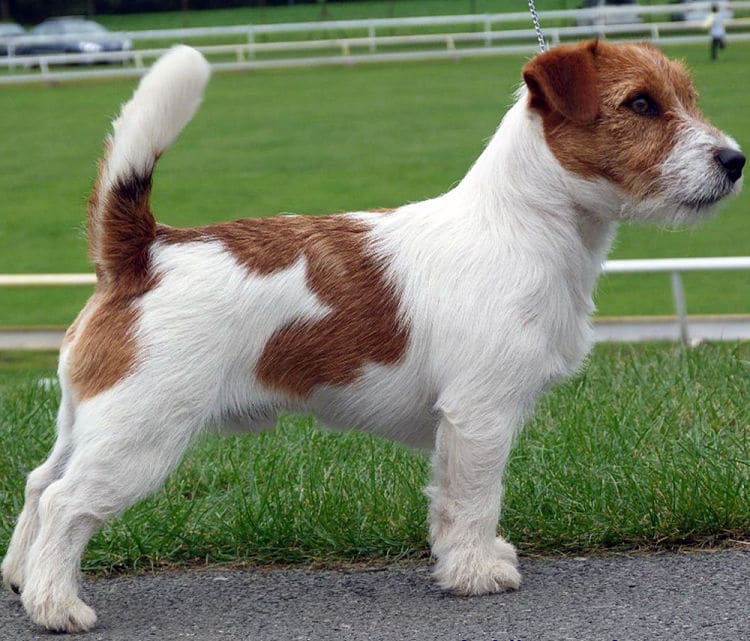 ¿Cuál es la raza de perro más longeva? Los Jack Russell Terriers.