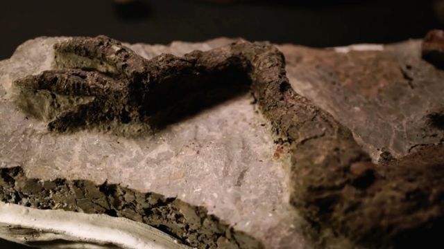 Esta es la pata del dinosaurio que murió por el asteroide.