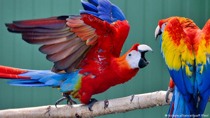 Las aves cercanas al Ecuador son más coloridas. ¿A qué se debe esto?