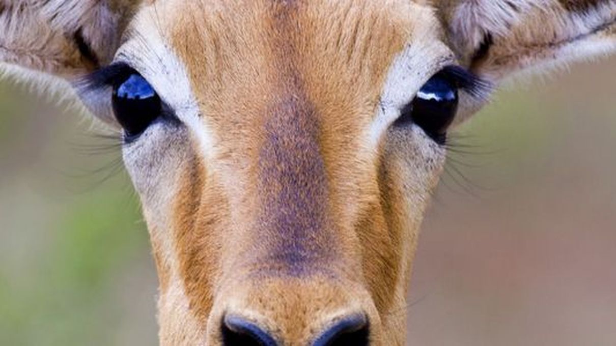 Las pupilas de la gacela se adaptan para detectar más rápido depredadores.