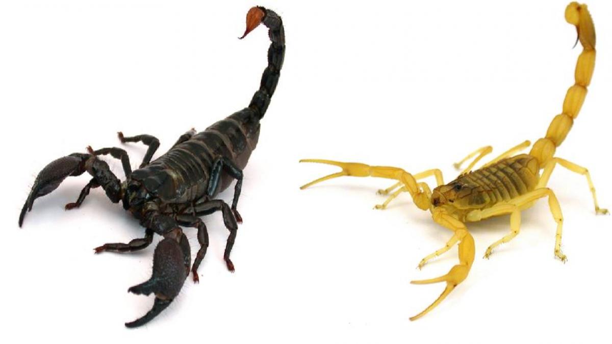 Los escorpiones más pequeños son más letales