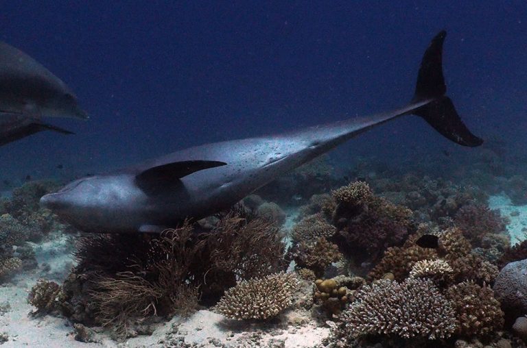 Los delfines se frotan con los corales por motivos de salud.
