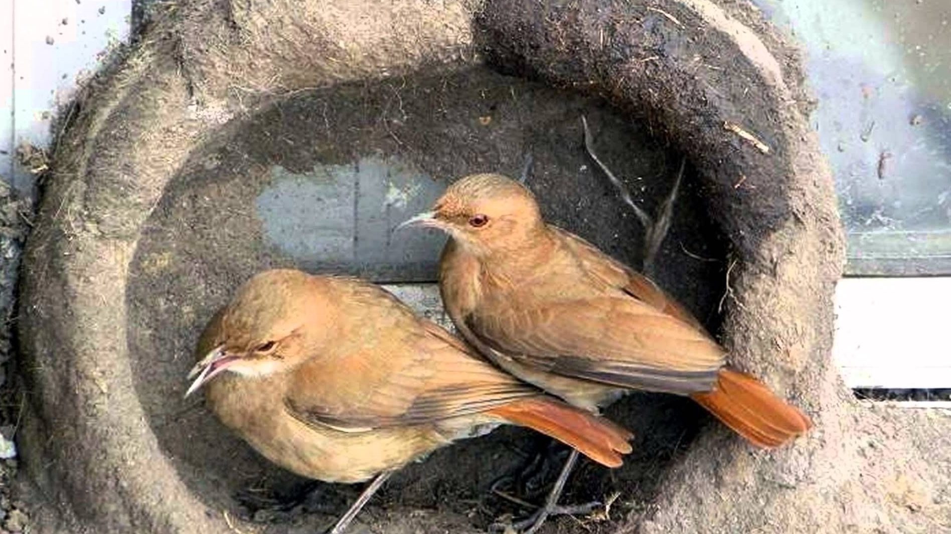 Los machos y las hembras participan por igual en la construcción del nido.