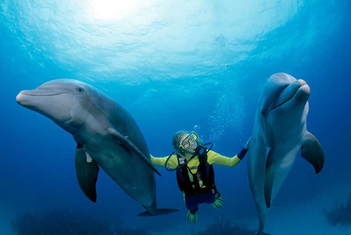 Los turistas buscan tener cada vez más contacto con delfines.
