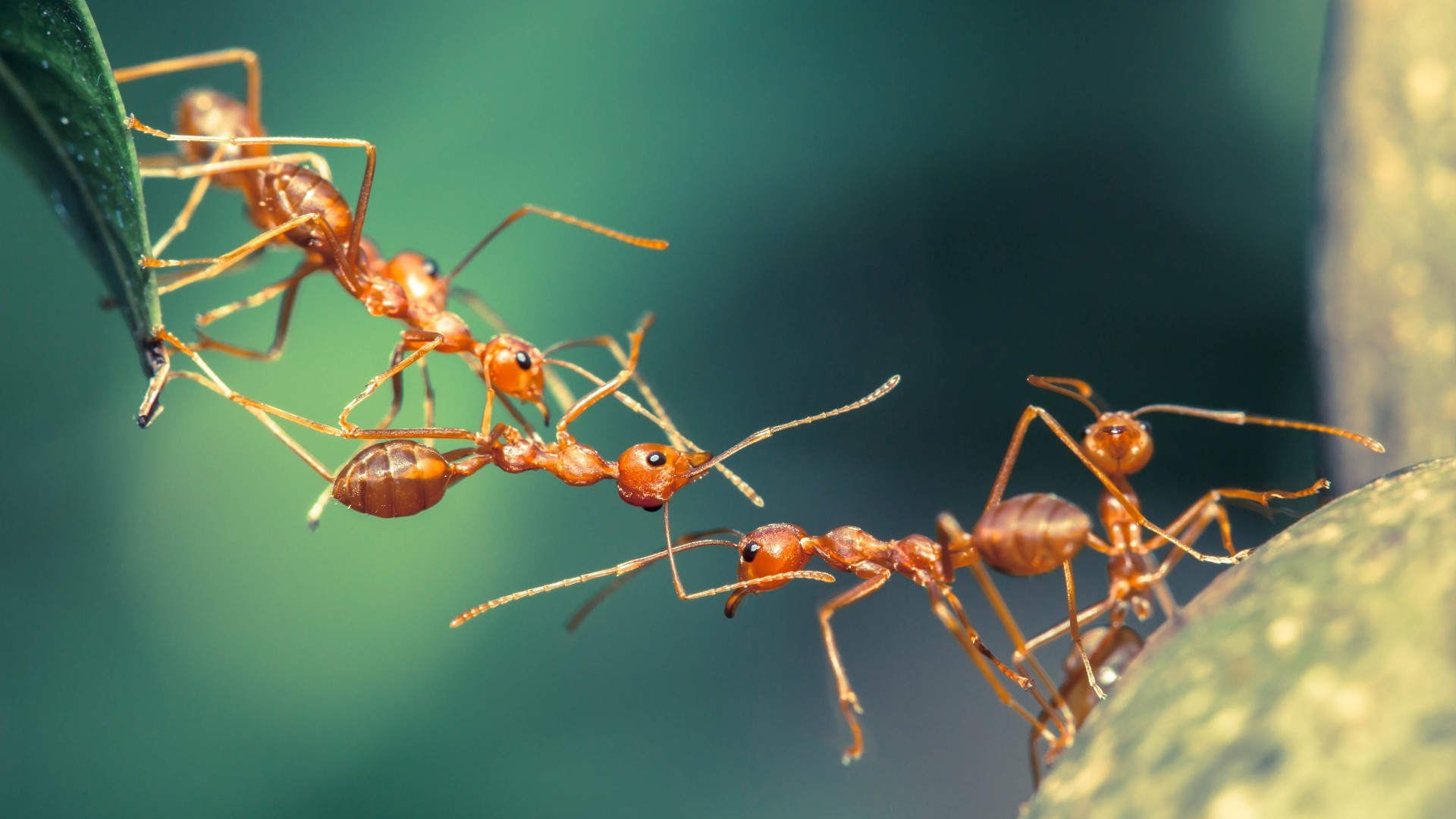 Se realizaron comparaciones con los cerebros de las hormigas.