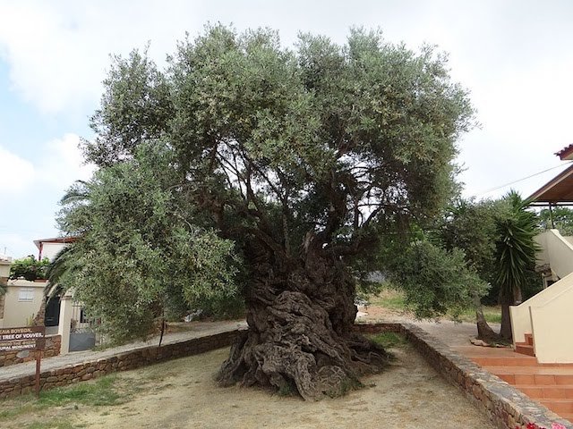 El árbol domesticado más antiguo es el olivo, hace 7000 años.