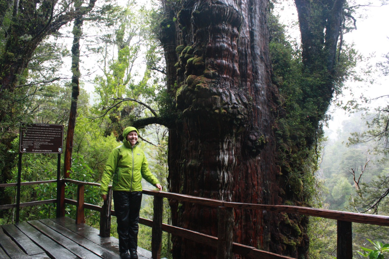 El árbol más antiguo del planeta, un alerce chileno.