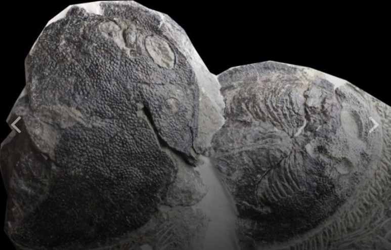 El oído humano evolucionó de las branquias, y hay evidencia fósil.