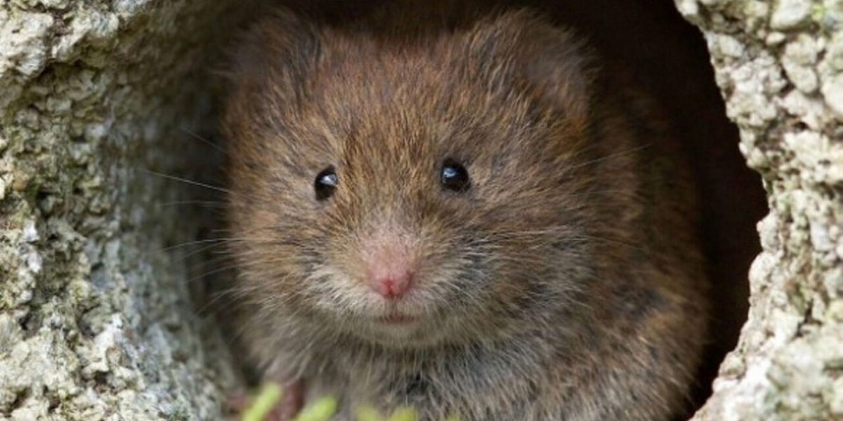 Un nuevo coronavirus en roedores preocupa a las autoridades en Suecia.