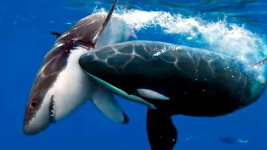 El depredador que asusta a los tiburones es la orca.