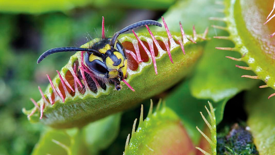 Estas plantas reaccionan distinto con presas no vivas.