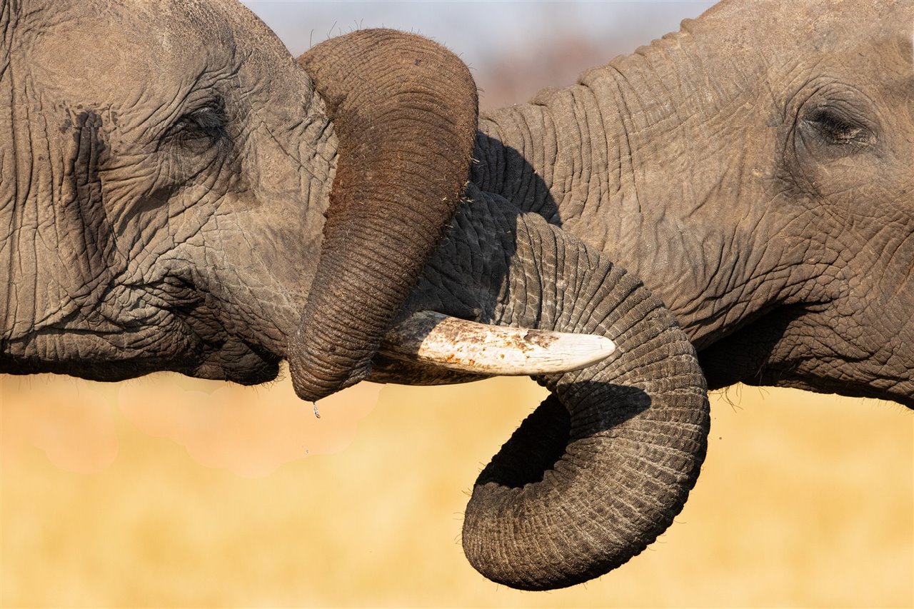 La versátil trompa del elefante es una maravilla de la naturaleza.