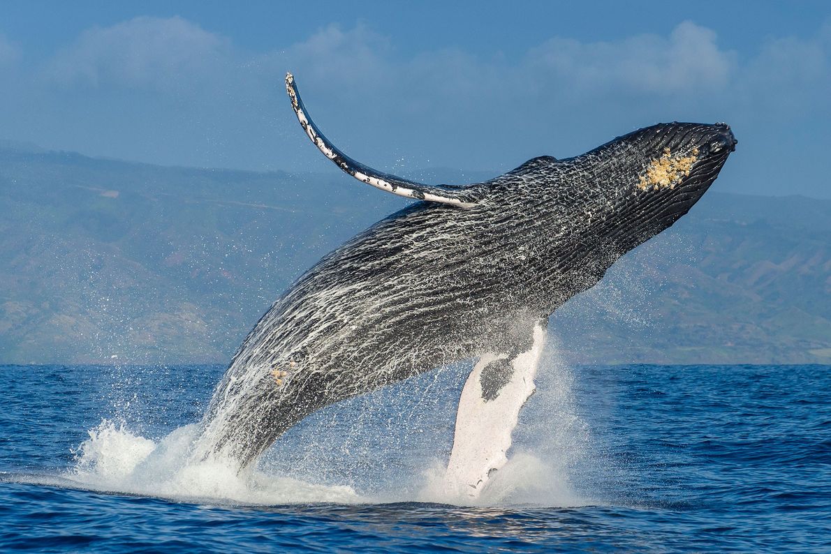 Las ballenas memorizan canciones complejas.