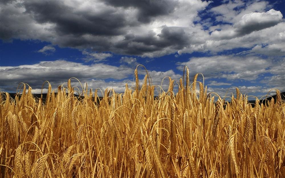 El cambio climático causa inflación en el trigo, al reducir su producción.