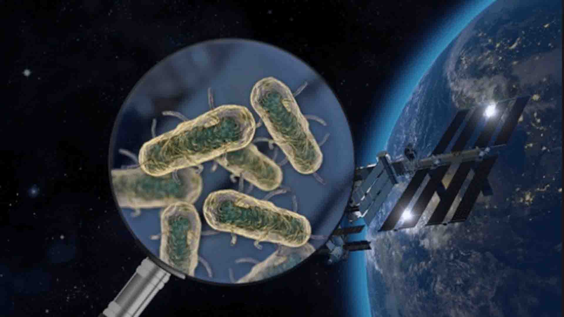Los microorganismos que irán al espacio son una misión del espacio.