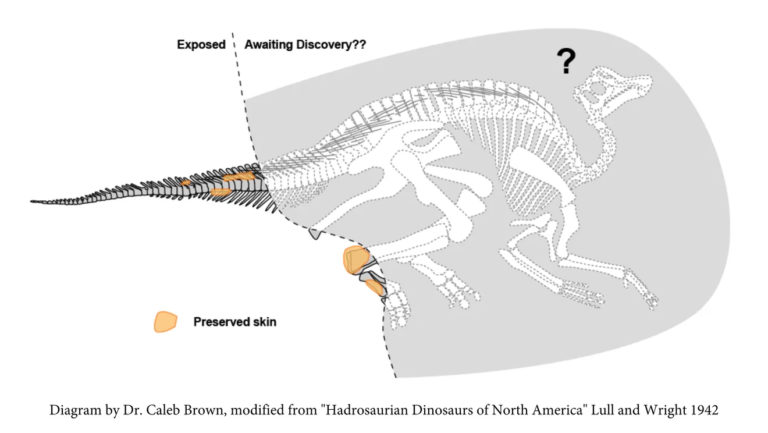 El dinosaurio con piel fosilizada es visible solo parcialmente por ahora.
